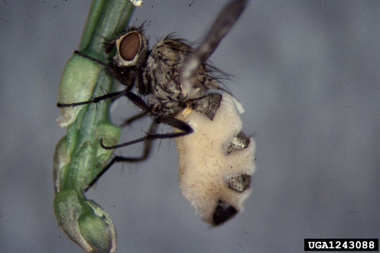 Le champignon tueur de mouches:: Entomophtora muscae 