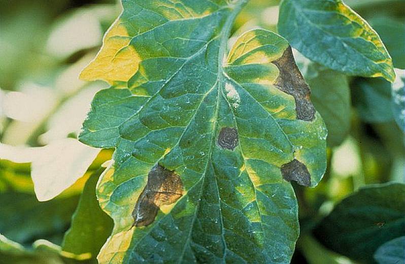 alternaria tomate 6 inra 0131 005 copie