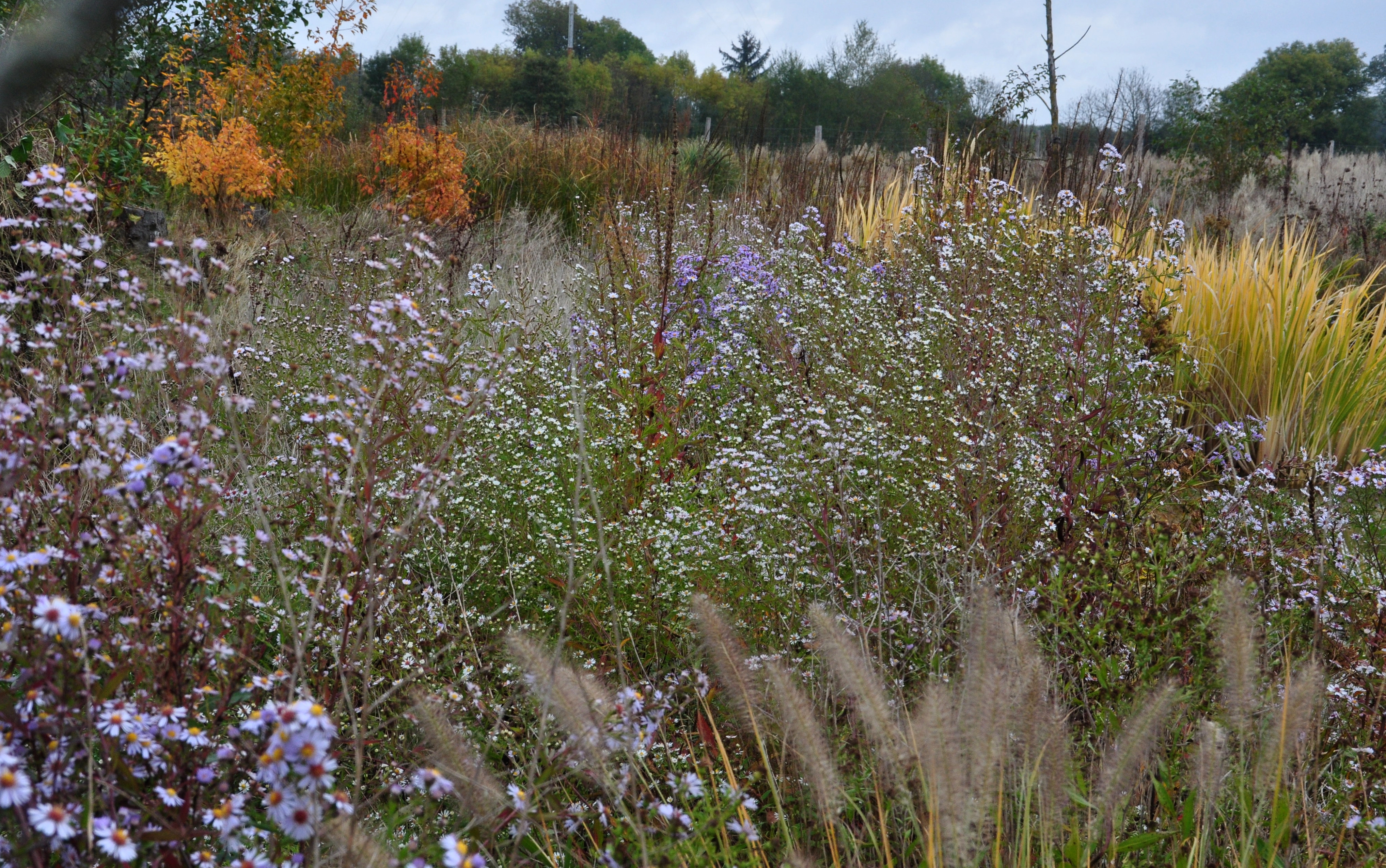 Flérial asters 2016