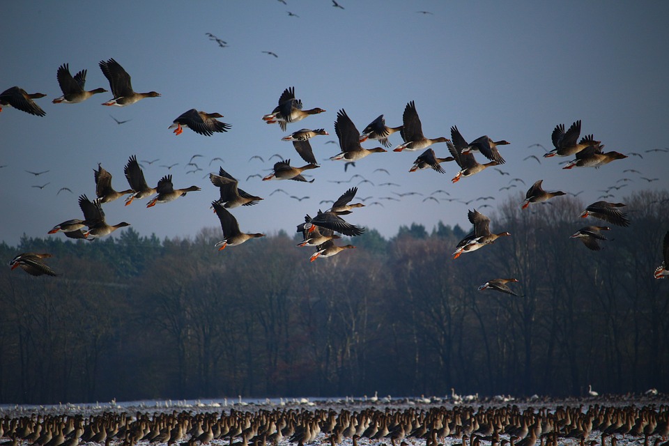 wild-geese-1148899_960_720