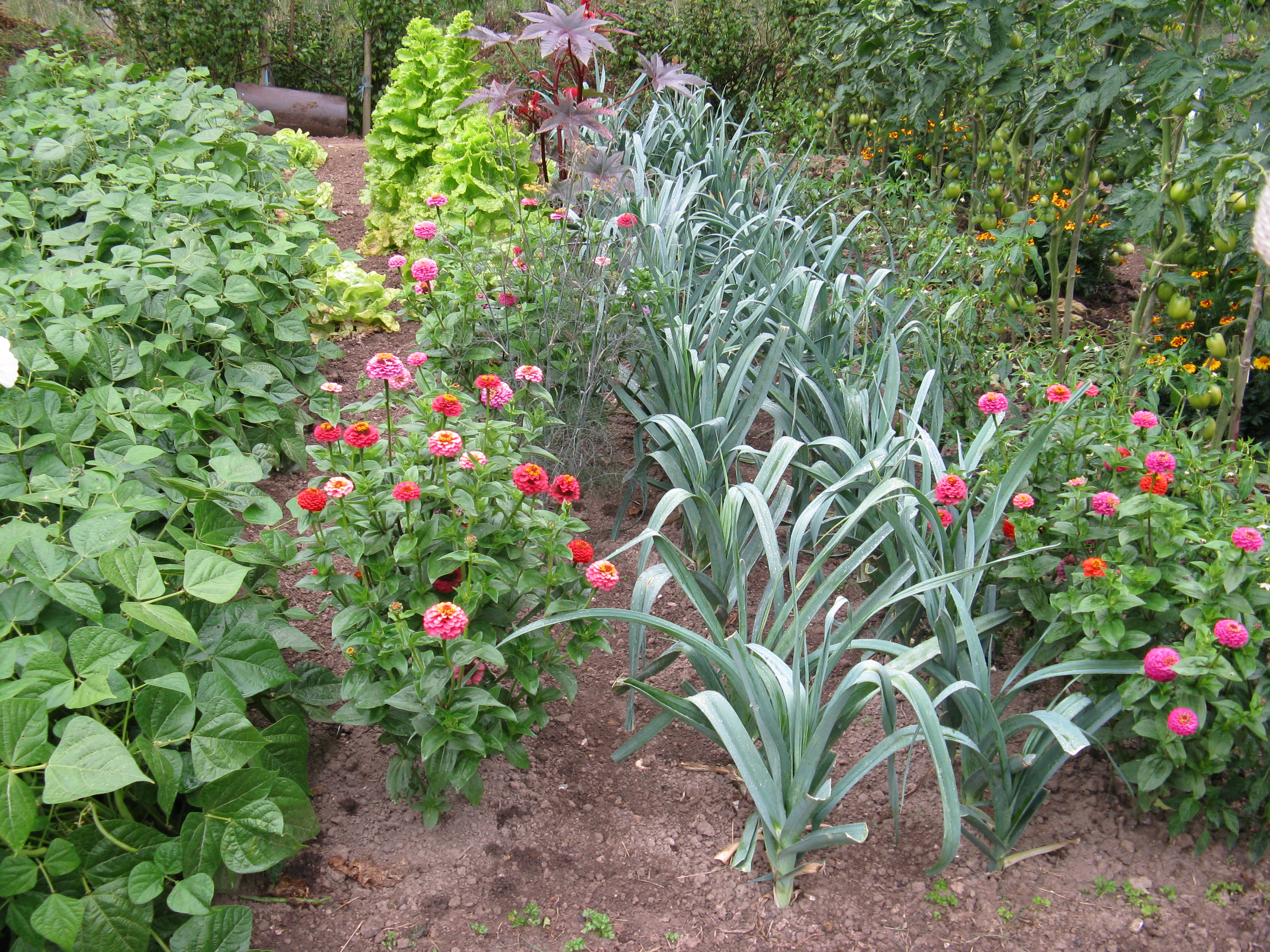 Association fleurs légumes - Jardiner Autrement