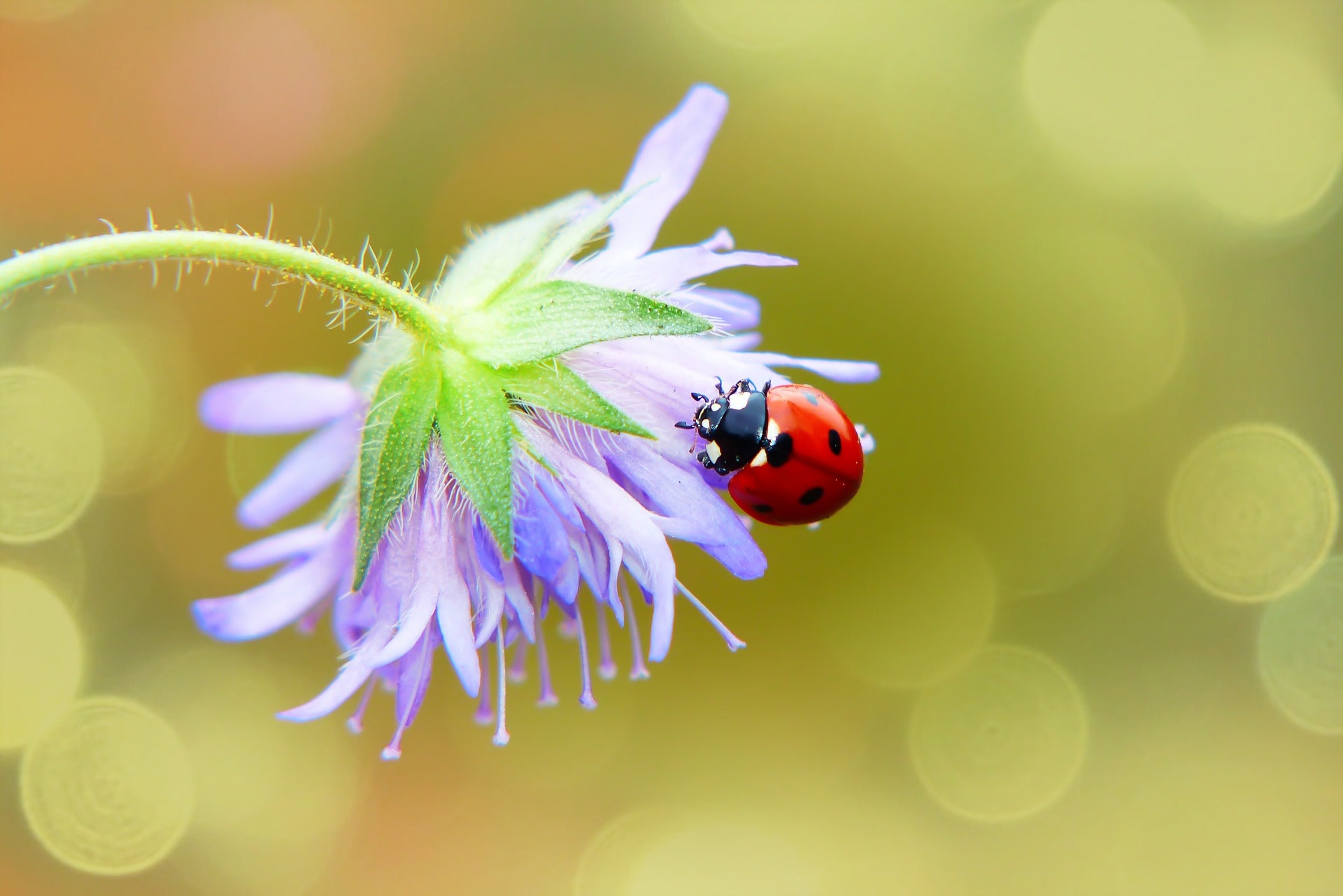 Protection des plantes