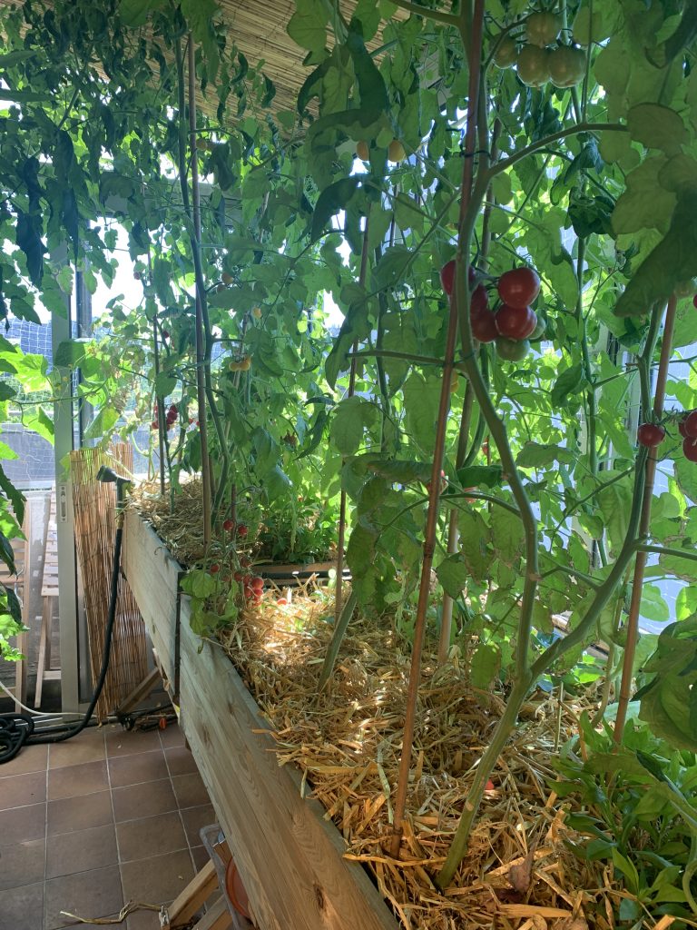 Plants de tomates sur un balcon, Concours Jardiner Autrement 2022