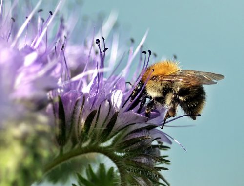 Bourdon sur fleur de phacélie (c) Pixabay