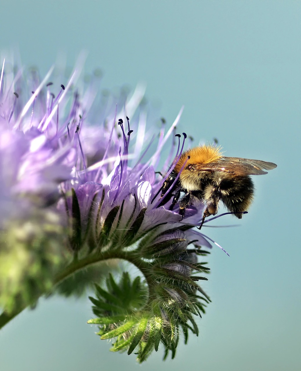 Bourdon sur fleur de phacélie (c) Pixabay