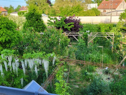 Pergolas au potager et glycines © Tiphaine Rofidal