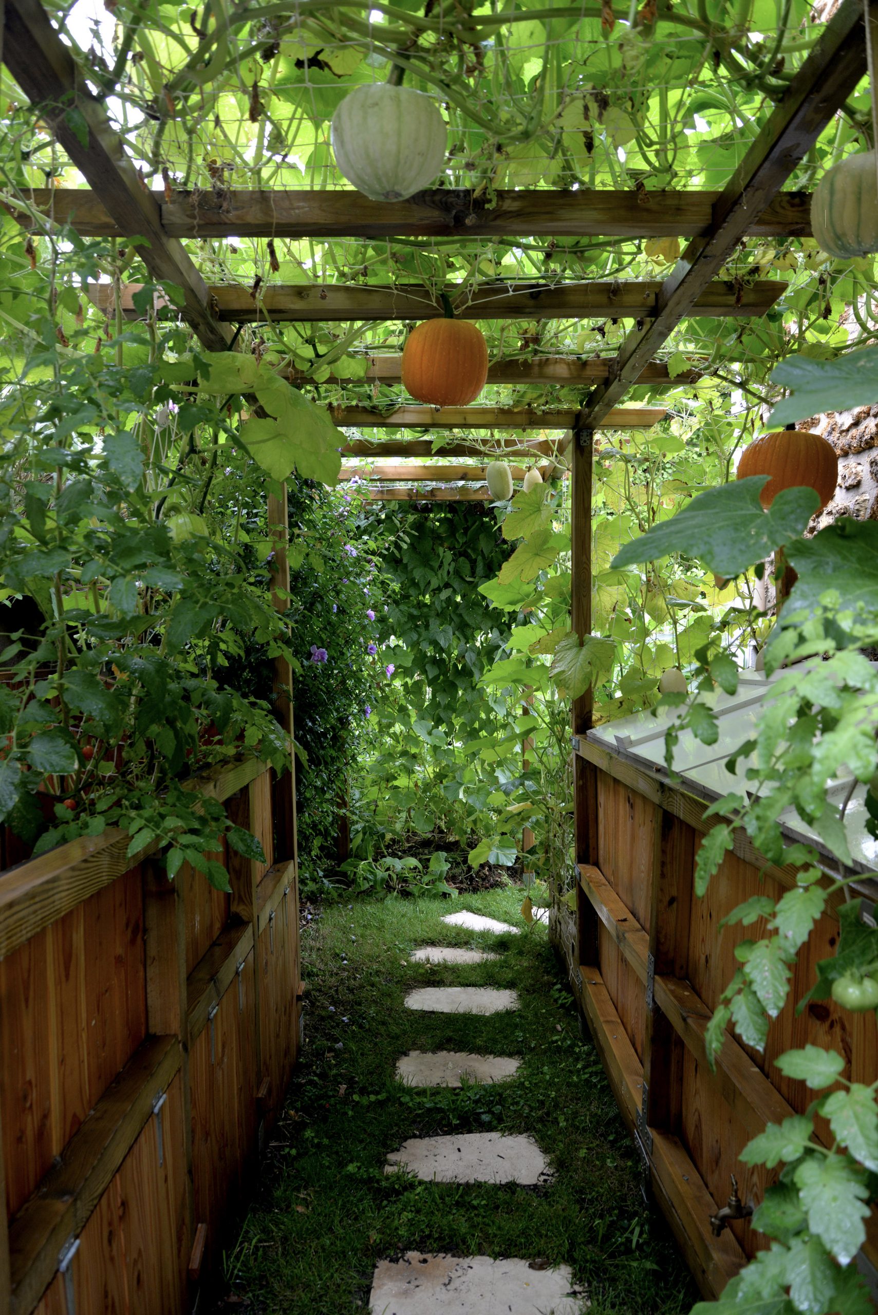 Courges sur pergola © Adrien Lagnier