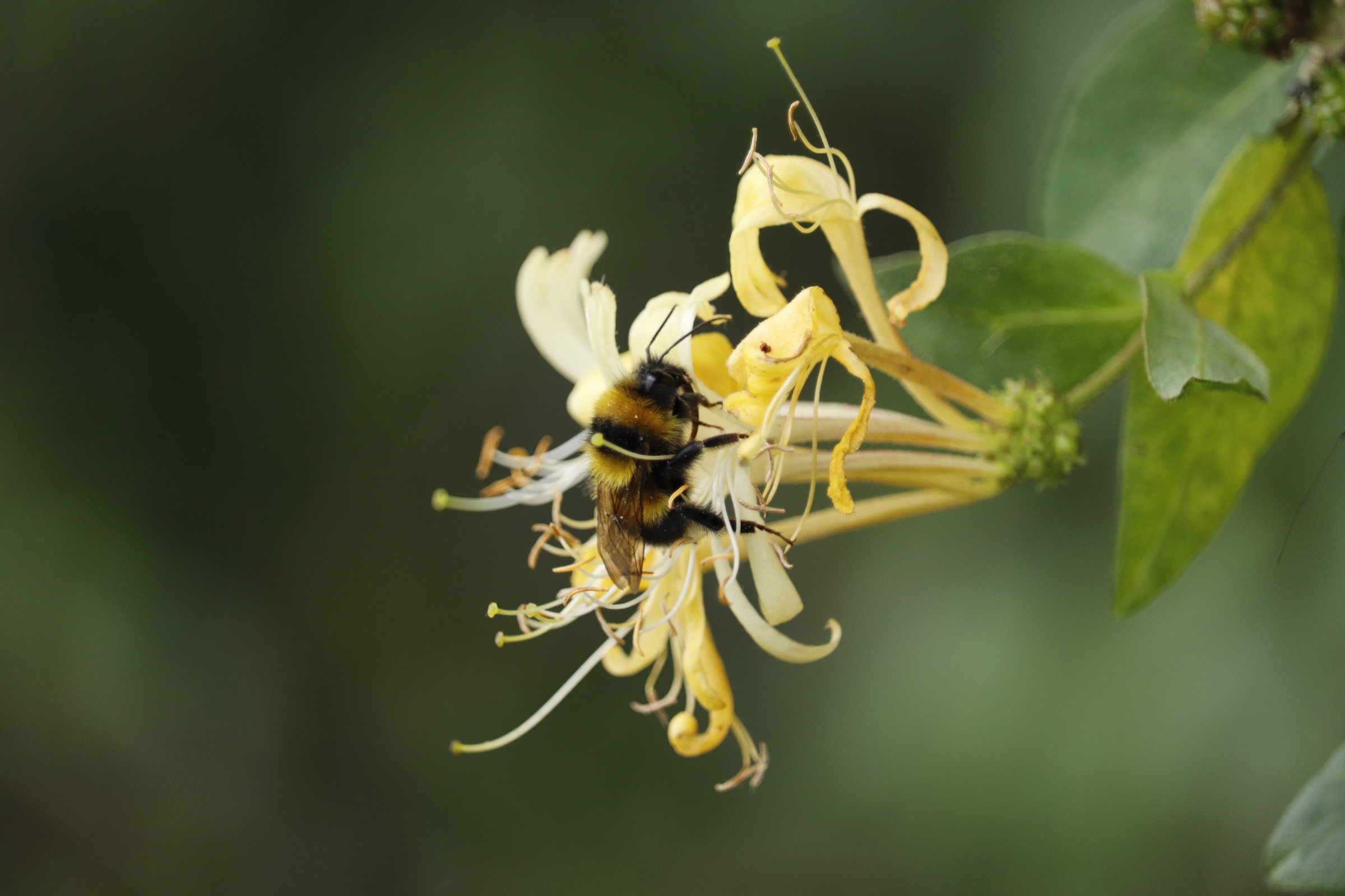 Bourdon sur chèvrefeuille © Adobestock