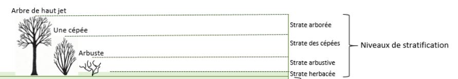 Les strates de végétaux